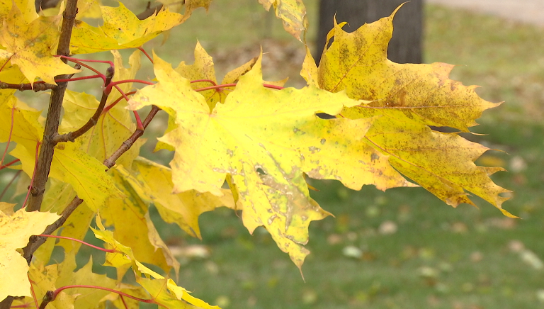 На этой неделе пермяков ожидает тёплая, сухая и почти безветренная погода