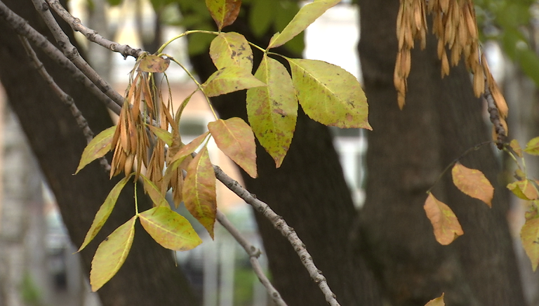 Неделя в Прикамье выдастся прохладной и дождливой