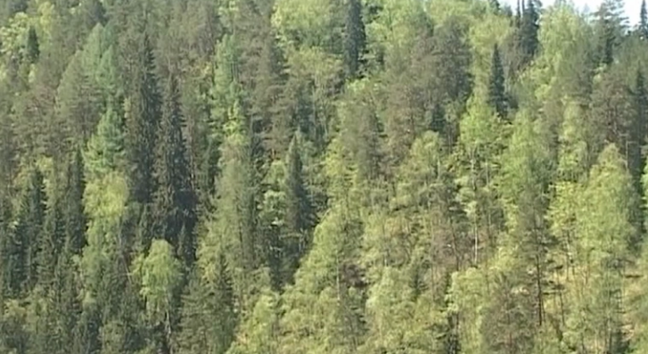 Площадь поражения лесов Прикамья жуком-полиграфом выросла на 33 тыс. га