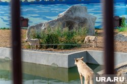 &laquo;Тропический рай и страна обезьян&raquo;: что посмотреть в новом Пермском зоопарке