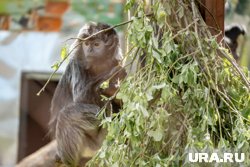 &laquo;Тропический рай и страна обезьян&raquo;: что посмотреть в новом Пермском зоопарке