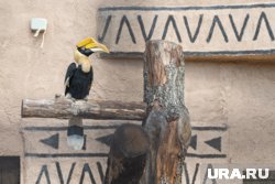 &laquo;Тропический рай и страна обезьян&raquo;: что посмотреть в новом Пермском зоопарке