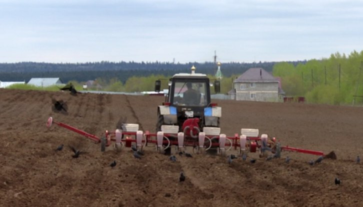 В Большесосновском округе ввели ЧС из-за гибели урожая
