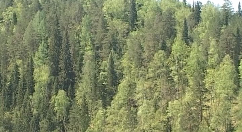 В Перми прекратил свою работу один из поисковых отрядов