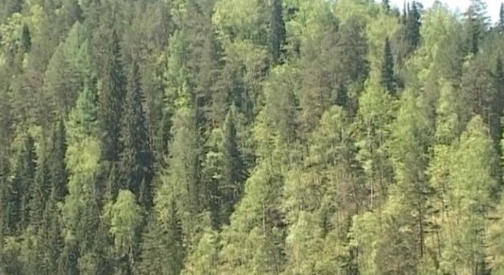 В Прикамье на мониторинг экосистемы в зоне КУБа выделят 9,6 млн руб.