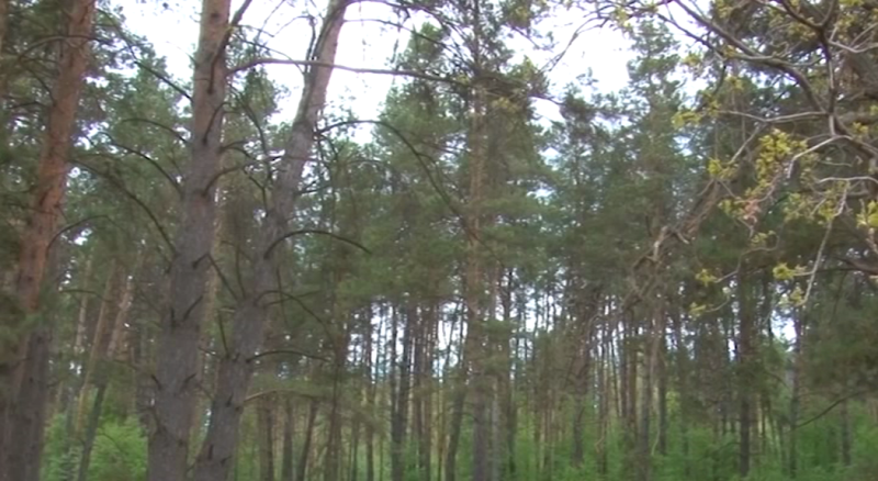 В Прикамье из-за полиграфа ввели карантин на площади более 385 тыс. га